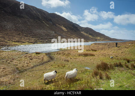 Spring day in the Irish countryside, county Donegal, Ireland. Stock Photo