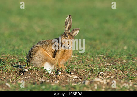 Brown Hare, Lepus europaeus  scratching, Norfolk spring Stock Photo