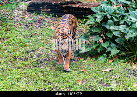Sumatran tiger Stock Photo