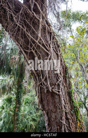 Vine wrapped around large oak tree trunk at Rainbow Springs State Park in Dunnellon, Florida. Stock Photo
