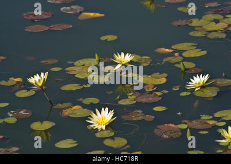 Photograph of yellow waterlilies and lily pads in a pond. Stock Photo