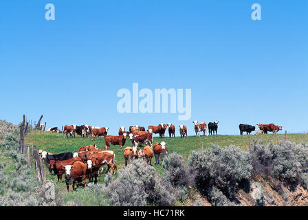 Herd of Curious Cows / Cattle standing in a Pasture and looking at Camera Stock Photo