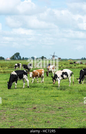 Nature in Friesland, part og Netherlands with black and white and brwon white cows with windmill as background Stock Photo