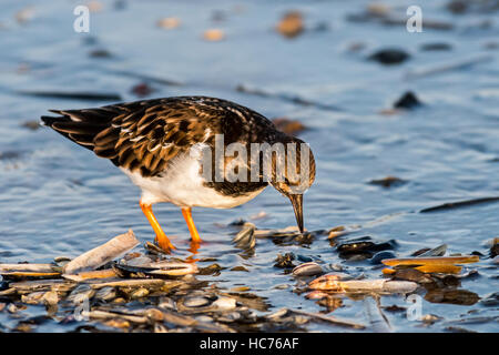 Ruddy turnstone (Arenaria interpres) in non-breeding winter plumage foraging among shells on beach along the North Sea coast Stock Photo