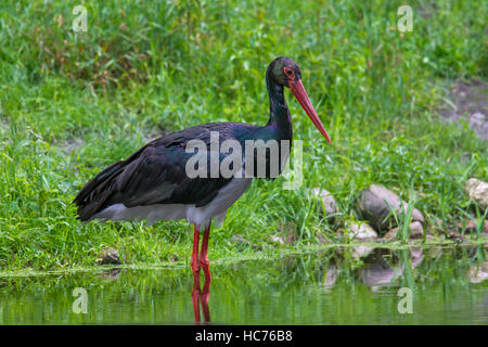 Black stork (Ciconia nigra) foraging in shallow water of pond Stock Photo