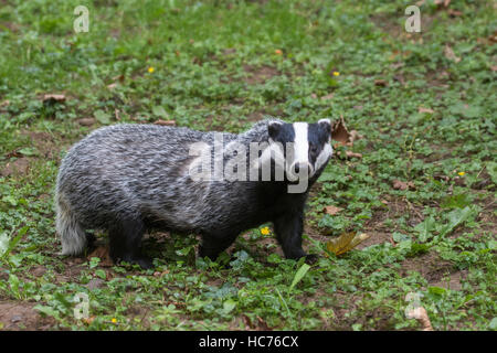 European badger (Meles meles) foraging in grassland during the daytime Stock Photo