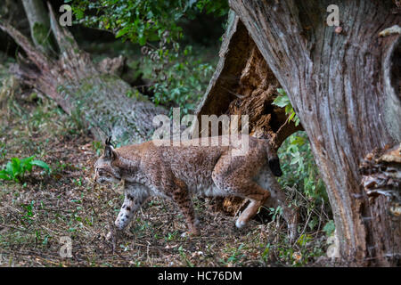 Hunting Eurasian lynx (Lynx lynx) showing camouflage colours in forest Stock Photo
