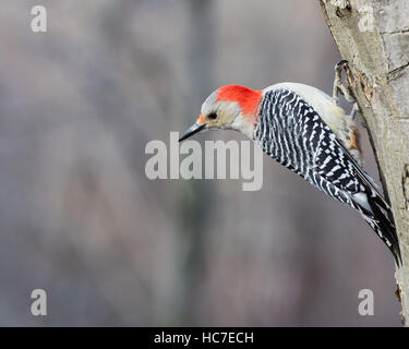 Male red-bellied woodpecker perched on a tree. Stock Photo