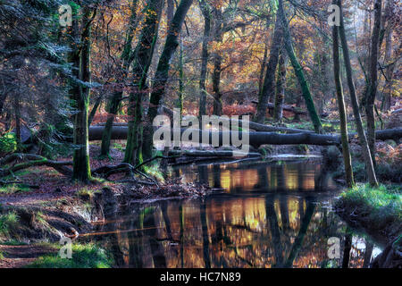 Blackwater River, New Forest National Park, Hampshire, England, UK