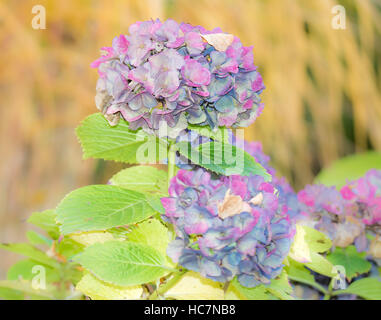 Closeup of a hydrangea flower in autumn Stock Photo