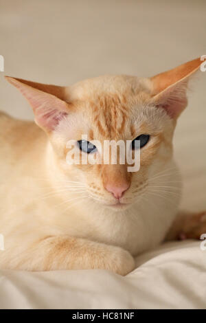 Close up of a red point siamese cat Stock Photo