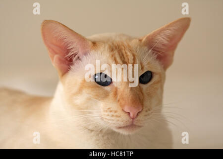 Close up of a red point siamese cat Stock Photo