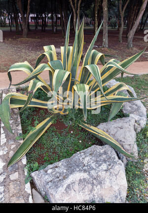 Agave Americana marginata aurea plant outdoor closeup Stock Photo