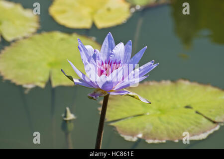 Photograph of purple Egyptian Lotus waterlily and lily pads in a pond. Stock Photo