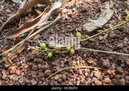 cardamom plant ; cardamon spice ; cardamum tree ; Elettaria cardamomum ...