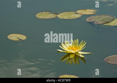 Photograph of yellow waterlilies and lily pads in a pond.