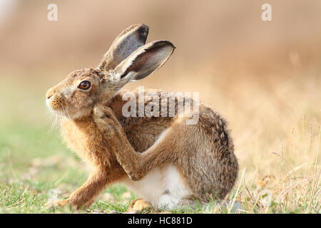 Brown Hare Stock Photo