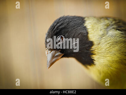 Black and yellow Goldfinch looking sideways eye closeup Stock Photo