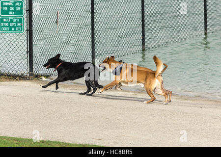 Canine companions running with droplets of water flying off their wet fur, enjoying a play date at a dog park and its pond Stock Photo