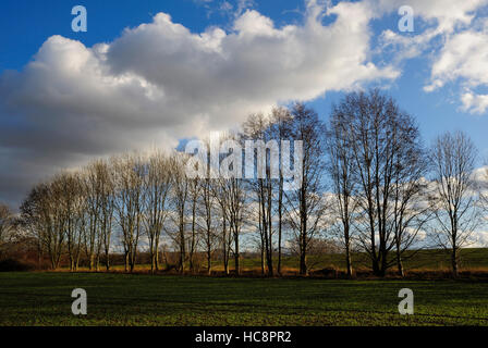 Poplars near Reinheim, Odenwald, Hesse, Germany Stock Photo