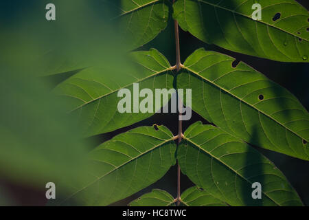 Layered compound leaves in low angled light, showing texture and vein patterns Stock Photo