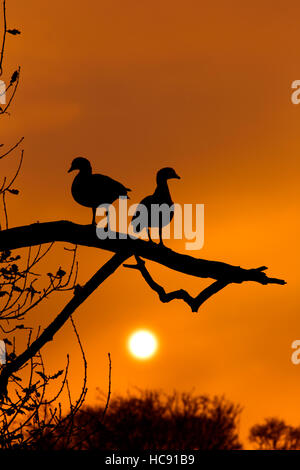 Egyptian Goose Alopochen aegyptiacus about to roost on an autumn evening Stock Photo