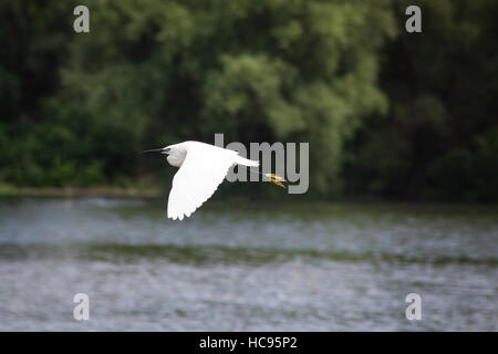 Heron bird flying over lake water Stock Photo