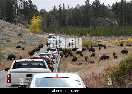 A herd of bison cause a traffic jam in Yellowstone National Park Stock ...