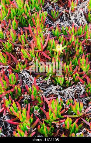 Close-up of flowering ice plant (Carpobrotus edulis), an invasive species native of South Africa, in the California coast. Stock Photo