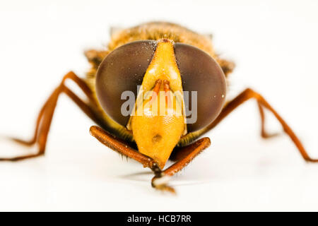 Hoverfly (Volucella inanis) Stock Photo