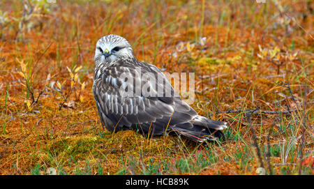 Rough-legged buzzard or hawk (Buteo lagopus), sitting, autumn coloured tundra, Northern Norway, Norway Stock Photo