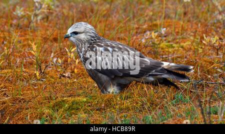 Rough-legged buzzard or hawk (Buteo lagopus), sitting, side view, autumn coloured tundra, Northern Norway, Norway Stock Photo