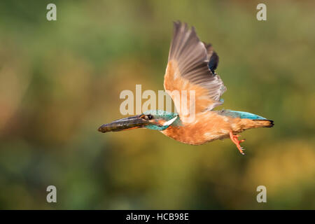 Female Eurasian kingfisher (Alcedo atthis) in flight, fish in beak, Hesse, Germany Stock Photo