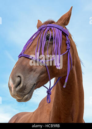 Portrait, hybrid horse, crossbreed of thoroughbred horse and Czech warmblood, with fly fringe Stock Photo