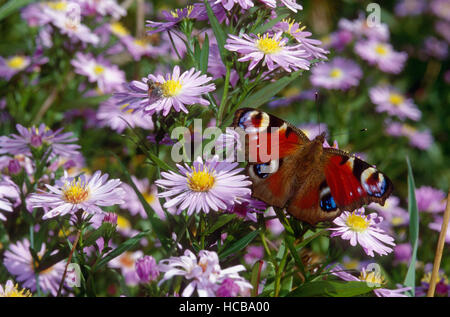 European peacock butterfly (Inachis io) in a flower meadow with European Michaelmas Daisies (Aster amellus L.) Stock Photo