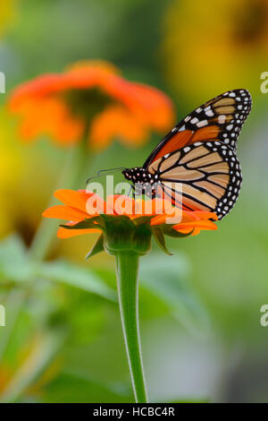 Monarch Butterfly on Mexican Sunflower Stock Photo