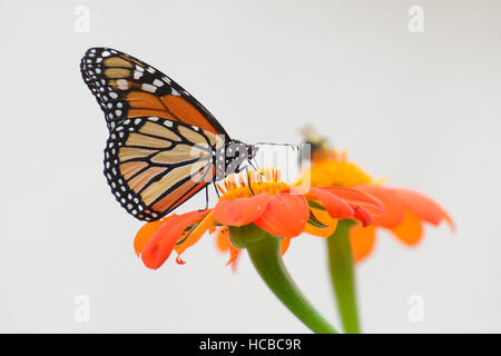 Monarch Butterfly on Mexican Sunflower on White Stock Photo