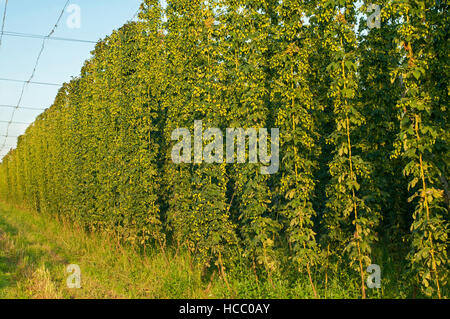 Green hops field on a bright sunny day Stock Photo
