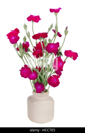 Dark purple terry european mini  carnation  flowers in ceramic pot  isolated. Stock Photo