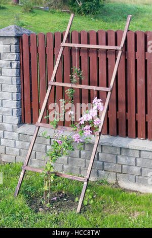 The young pink flower - a liana the Clematis grows near a rural fence on a green lawn. Stock Photo