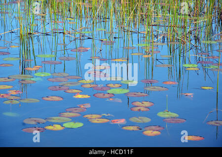Reeds, reflections and colorful Waterlily pads in a blue pond Stock Photo