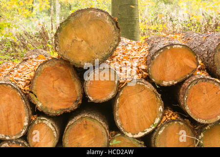 Logged pine trees in a stack Stock Photo