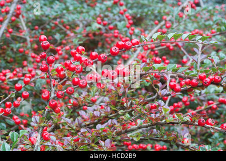 Red cotoneaster berries Stock Photo