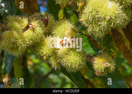 Sweet Chestnuts - Castanea sativa Stock Photo