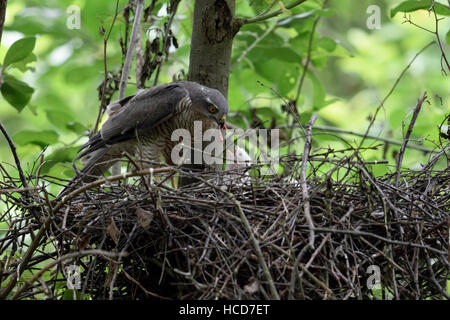 Sparrowhawk / Sperber ( Accipiter nisus ), female, feeding its offspring with small pieces of prey, young chick begging for food. Stock Photo