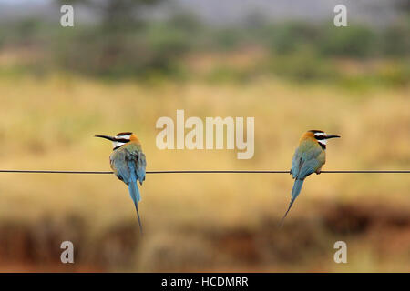 Two bee-eaters (meropidae) sitting on a wire in Samburu National Reserve (Kenya) looking away from each other Stock Photo