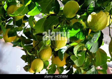 lemons on the branch Stock Photo