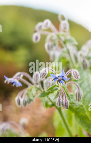 Borage Borago officinalis, the common plant Borage in flower, St Mary's, Isles of Scilly, August Stock Photo