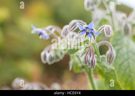 Borage Borago officinalis, the common plant Borage in flower, St Mary's, Isles of Scilly, August Stock Photo