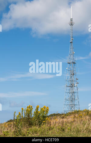 Goldenrod Solidago L., grows in the grassland surrounding a large transmitter pylon, Telegraph, St Mary's, Isles of Scilly, August Stock Photo